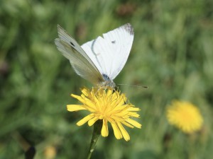 Großer Kohlweißling auf Habichtskraut Großer Kohlweißling auf Habichtskraut