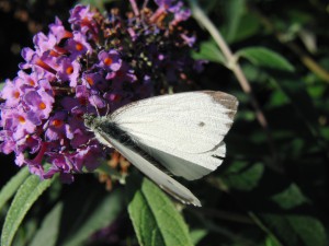 Großer Kohlweißling auf Sommerflieder 2 Großer Kohlweißling auf Sommerflieder 2