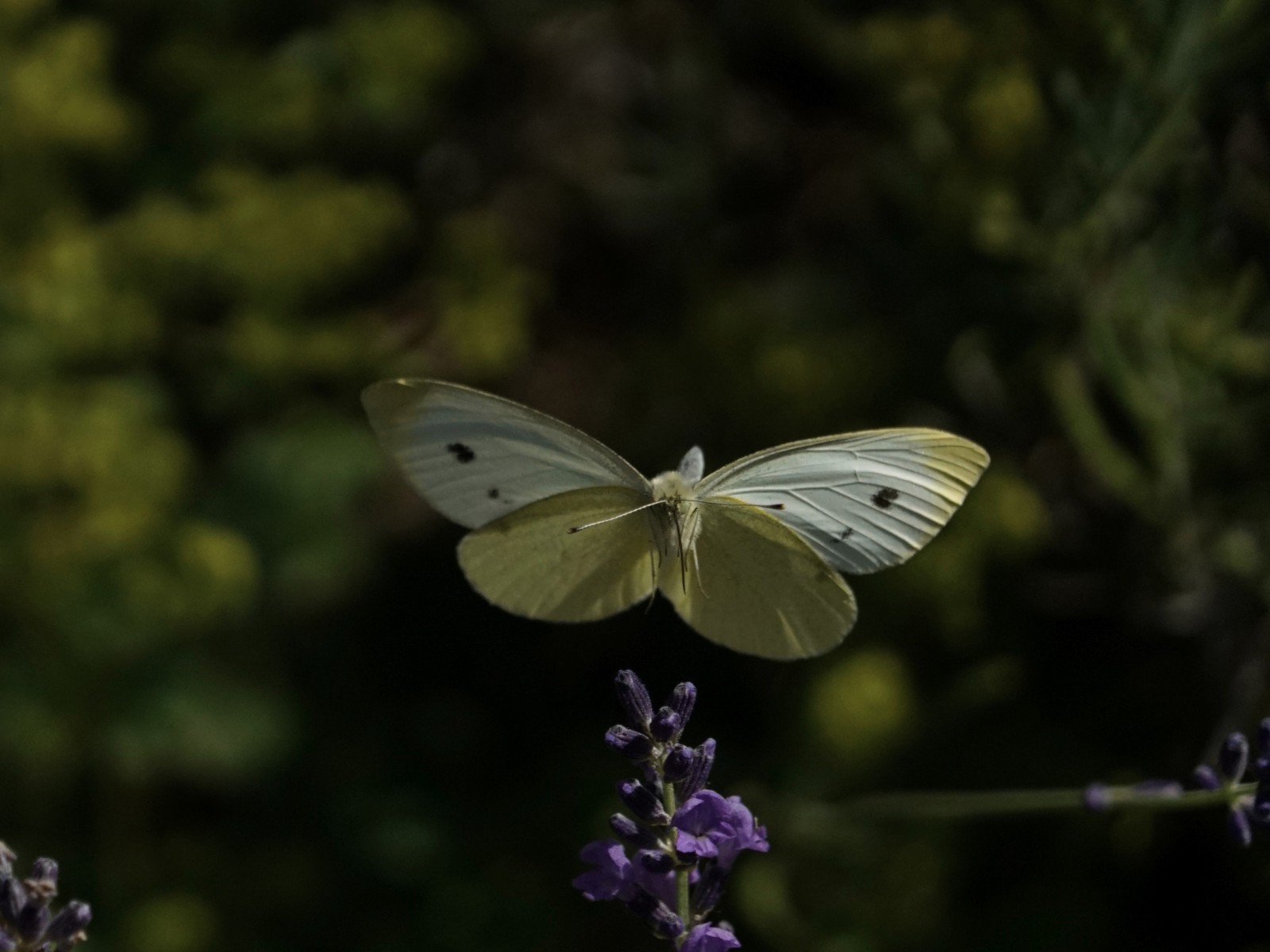 Im Anflug (Schmetterling) Im Anflug (Schmetterling)