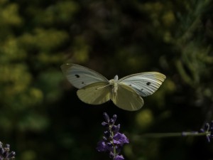 Im Anflug (Schmetterling) Im Anflug (Schmetterling)