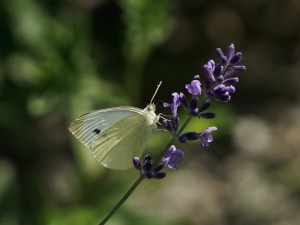Kleiner Kohlweißling Kleiner Kohlweißling