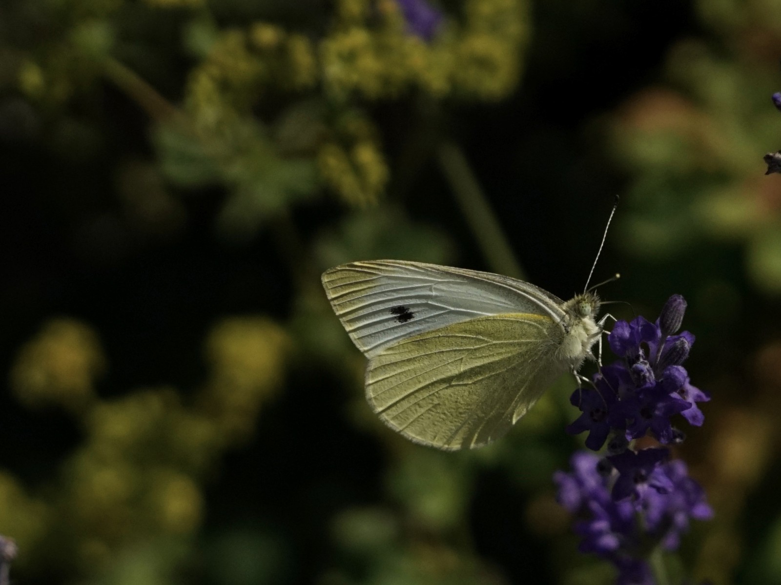 Kleiner Kohlweißling auf Sommerblüte Kleiner Kohlweißling auf Sommerblüte