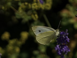 Kleiner Kohlweißling auf Sommerblüte Kleiner Kohlweißling auf Sommerblüte