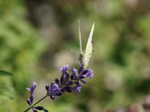 Kleiner Weißling auf Sommerblüte Kleiner Weißling auf Sommerblüte