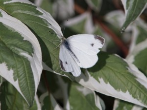 Kohlweißling auf grün-weißen Blättern Kohlweißling auf grün-weißen Blättern