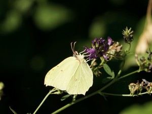 Sommernektar schlürfen Sommernektar schlürfen
