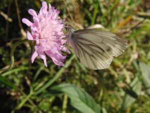 Weißling auf Sommerblüte Weißling auf Sommerblüte