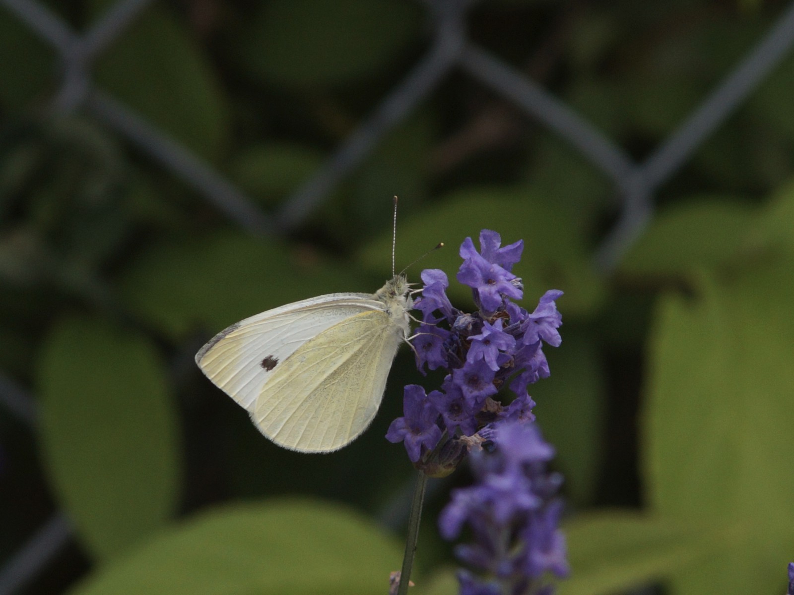 Weißling im Garten  Weißling im Garten