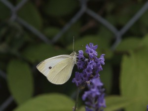 Weißling im Garten Weißling im Garten