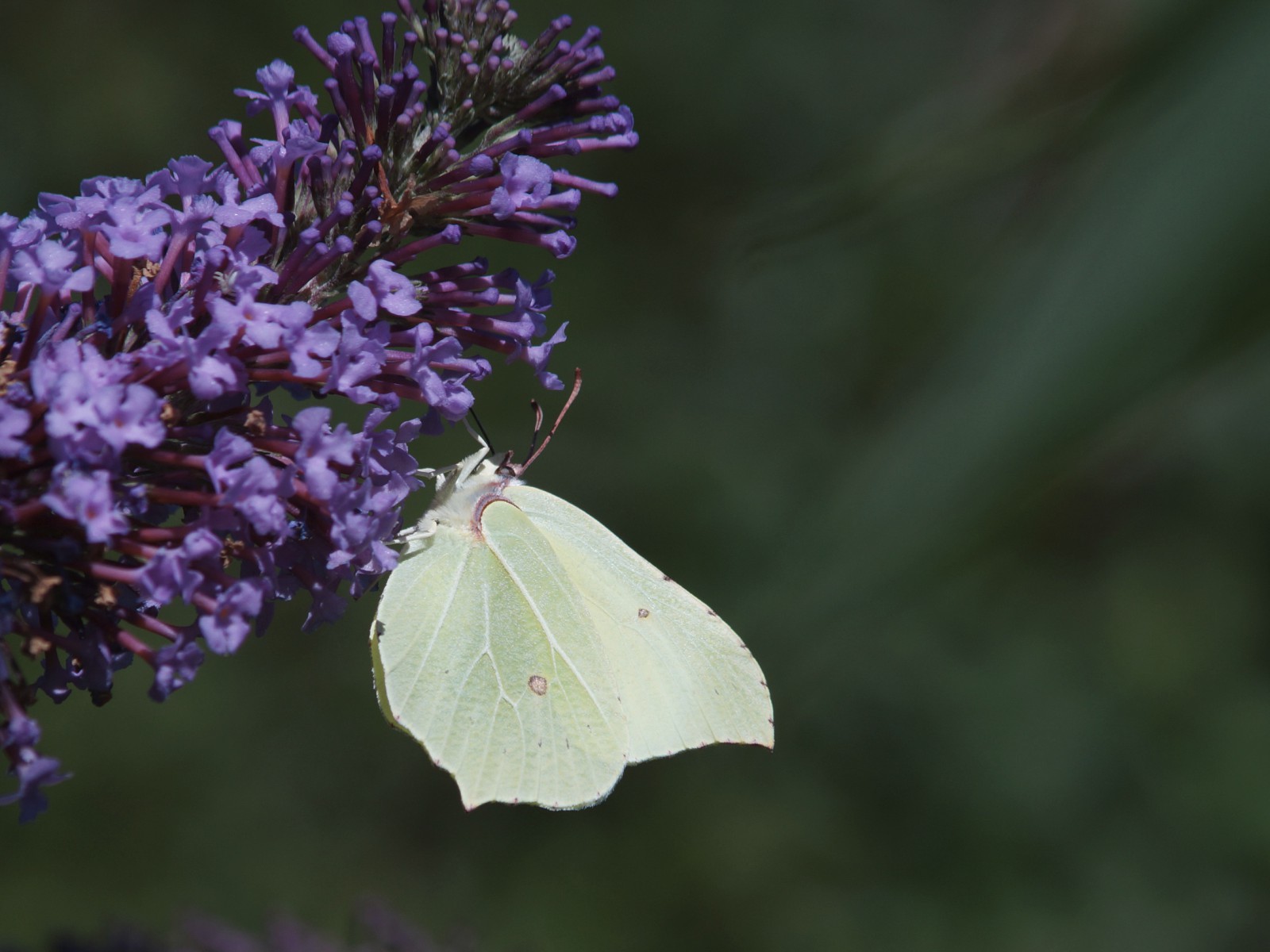 Zitonenfalter am Sommerflieder Zitonenfalter am Sommerflieder