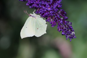 Zitonenfalter am Sommerflieder Zitonenfalter am Sommerflieder