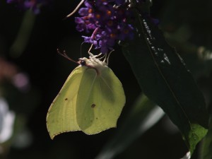 Zitronenfalter an kleinen Blüten Zitronenfalter an kleinen Blüten