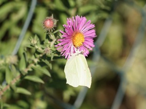 Zitronenfalter auf Asterblüte Zitronenfalter auf Asterblüte