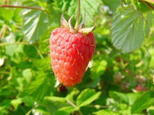 Himbeere am Strauch