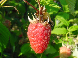 Himbeere im Sonnenlicht