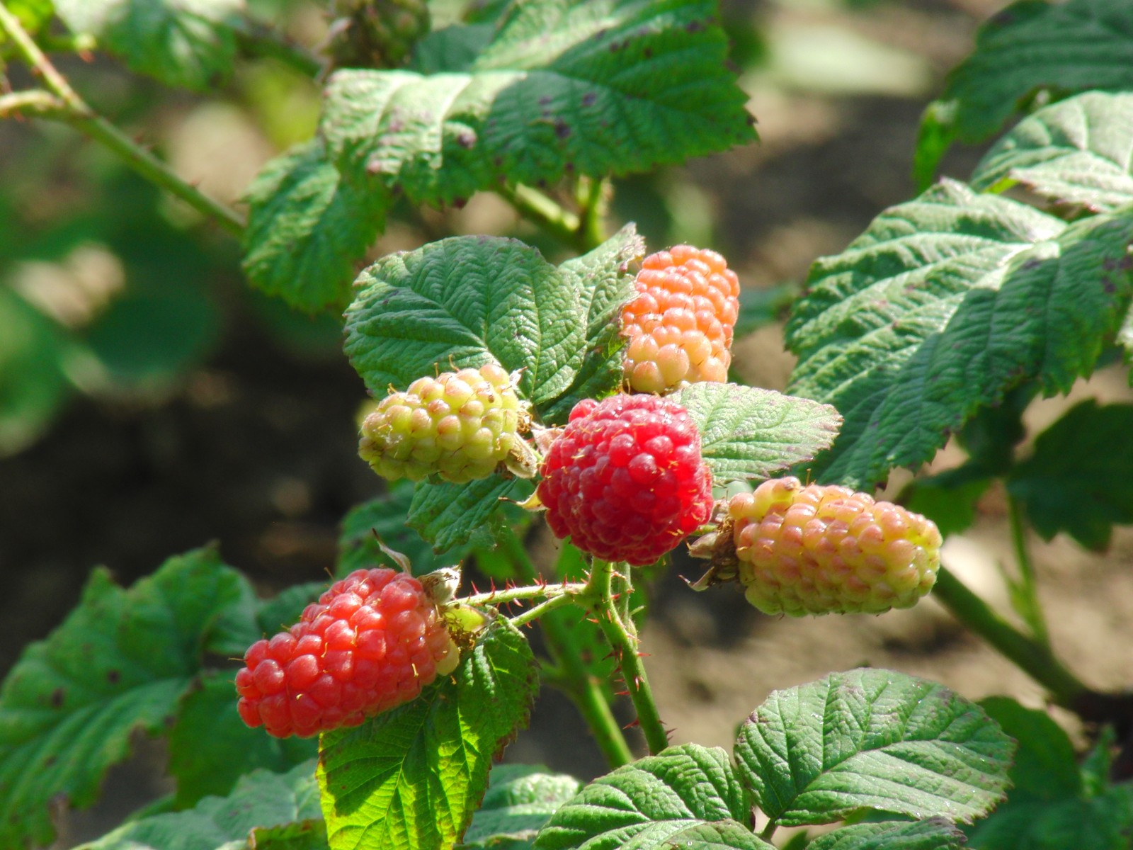 Himbeeren am Strauch Himbeeren am Strauch