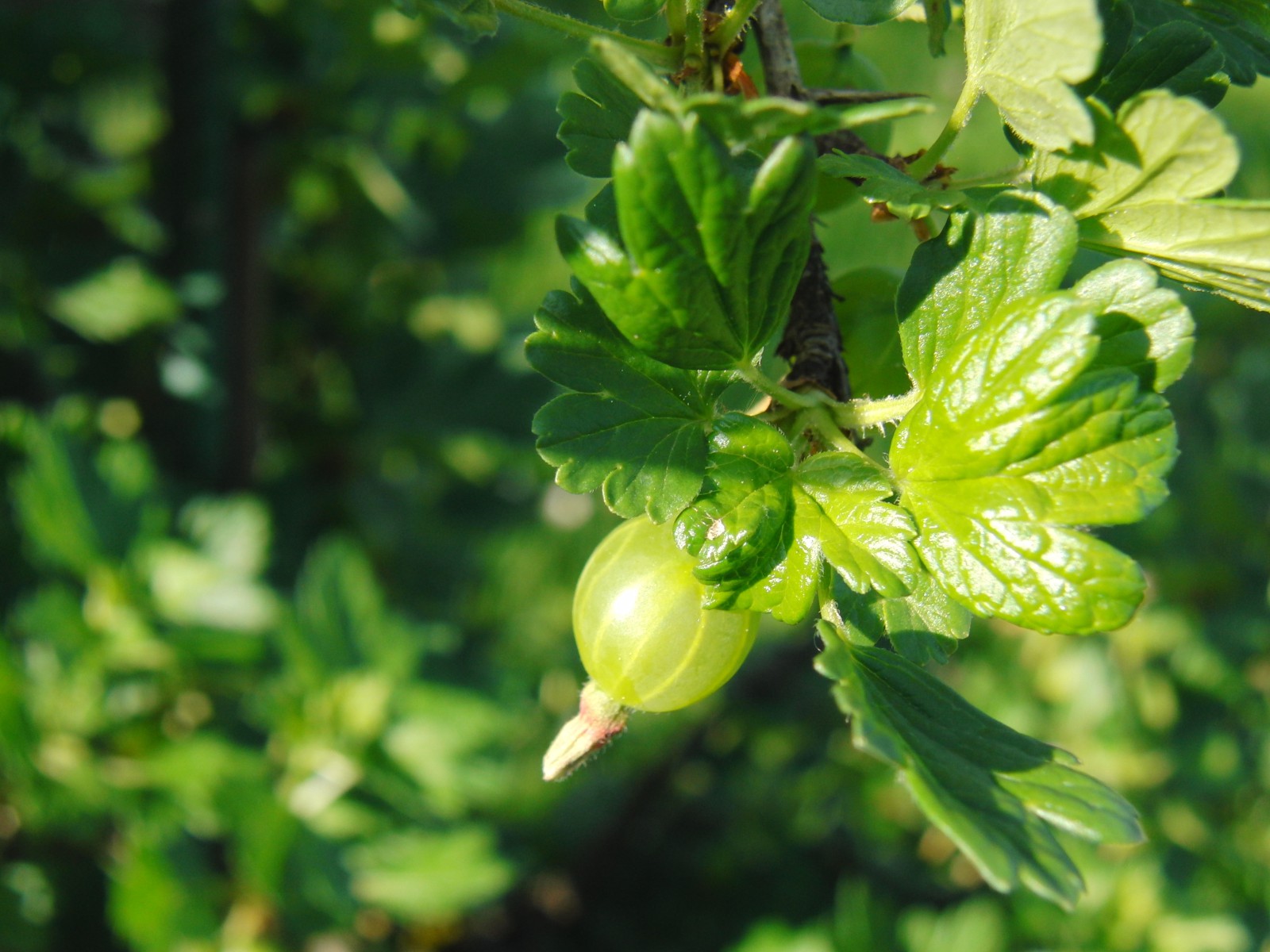 Kleine Stachelbeere Kleine Stachelbeere