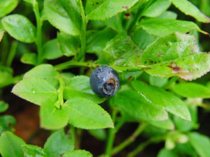 Nasse Blaubeere
