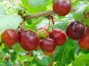 Rote Stachelbeeren am Strauch 1
