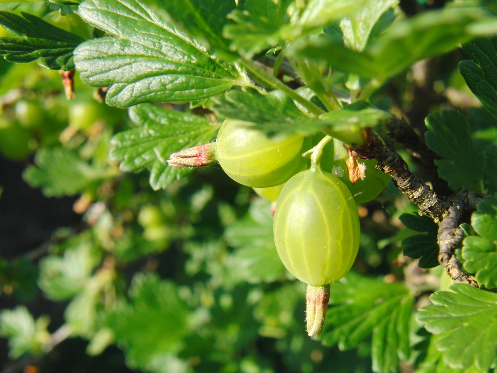 Schöne Stachelbeeren Schöne Stachelbeeren