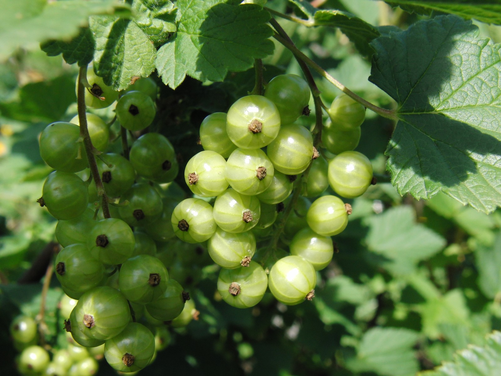 Stachelbeeren am Strauch 1 Stachelbeeren am Strauch 1