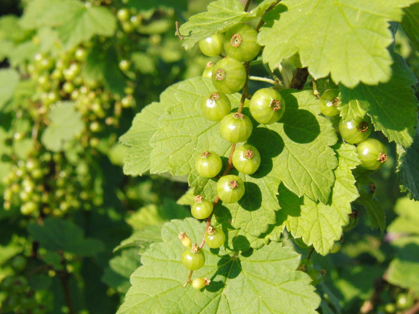 Stachelbeeren am Strauch 2 Stachelbeeren am Strauch 2