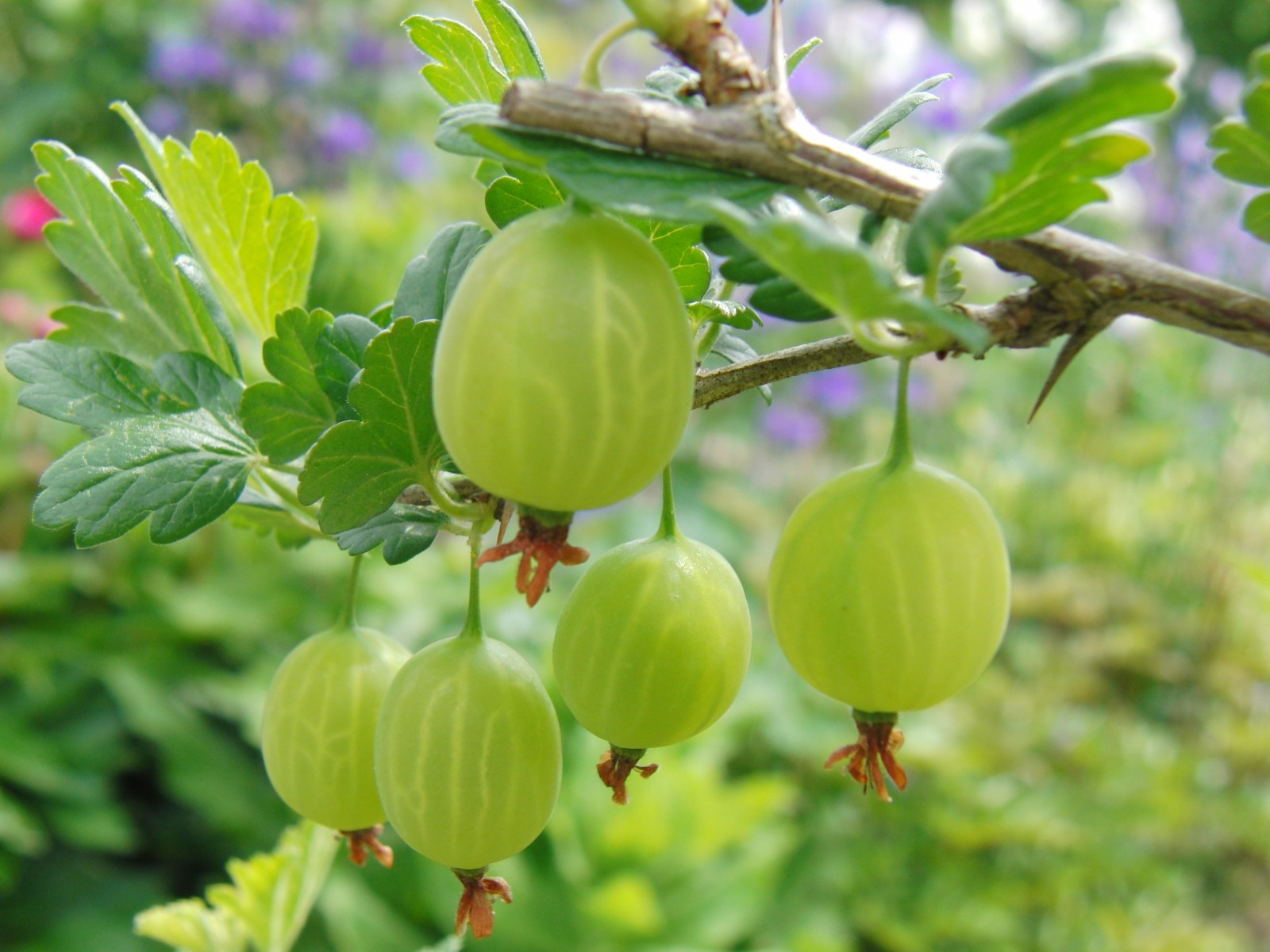 Stachelbeeren am Strauch 3 Stachelbeeren am Strauch 3