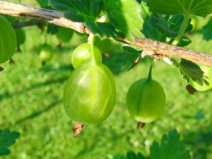 Stachelbeeren am Zweig