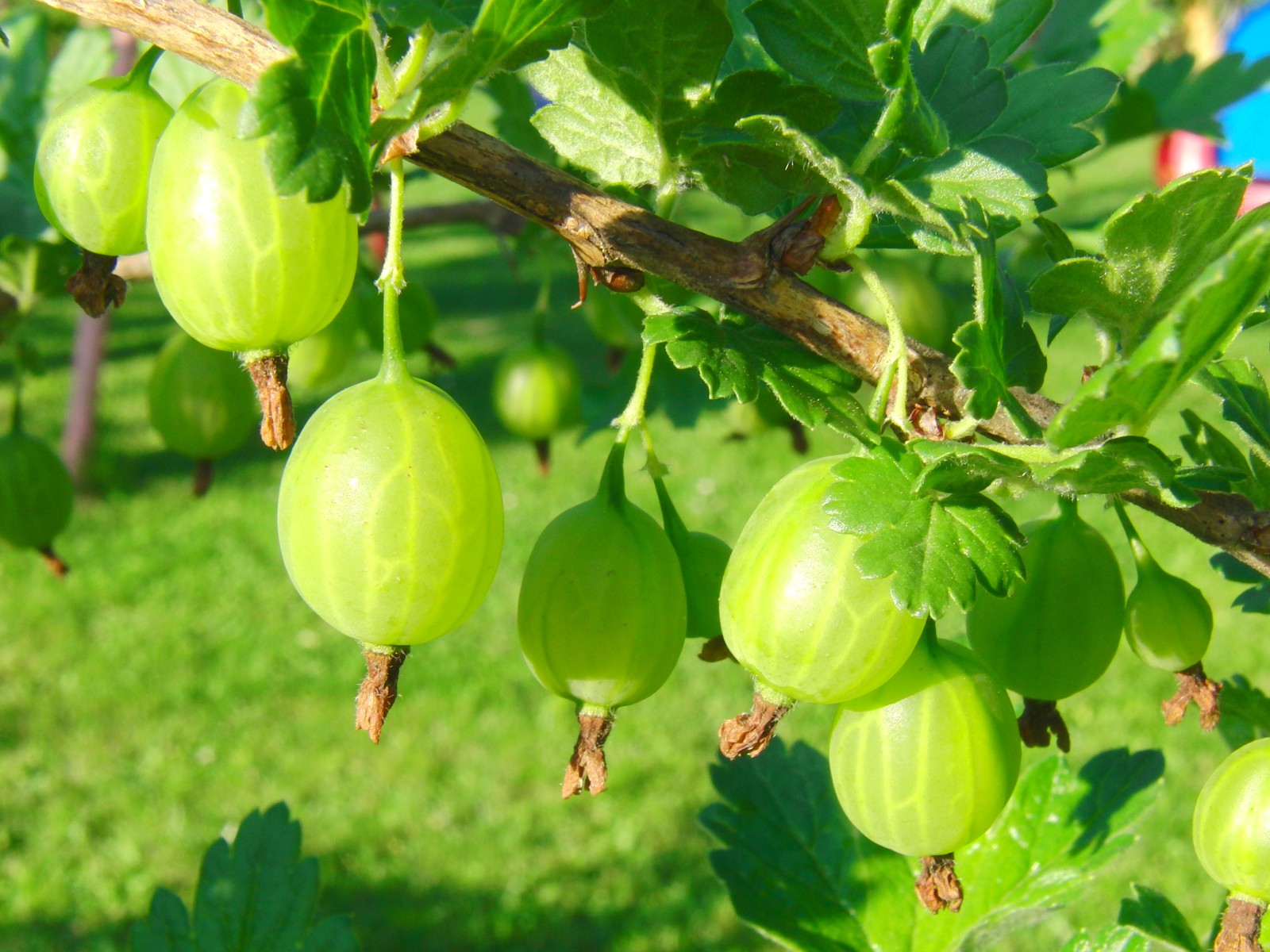 Stachelbeeren im Sonnelicht Stachelbeeren im Sonnelicht