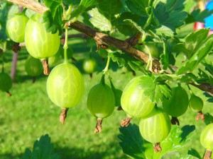 Stachelbeeren im Sonnelicht