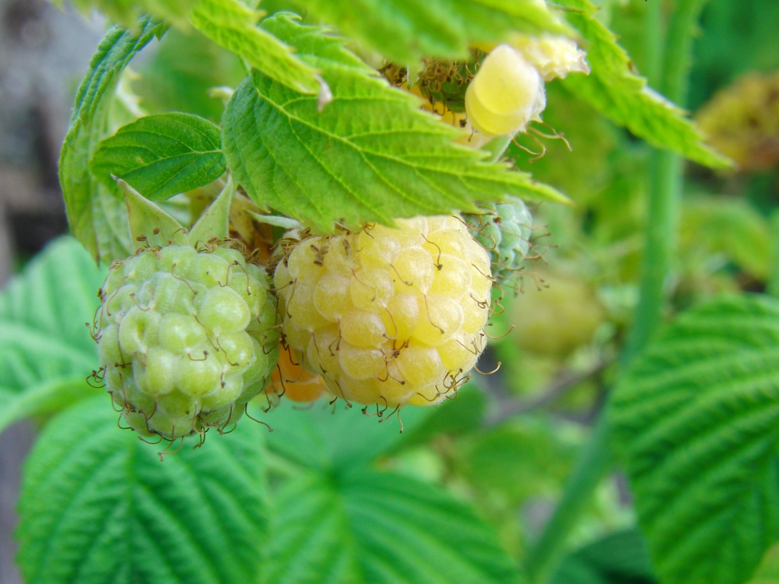 Unreife Himbeeren Unreife Himbeeren