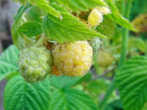 Unreife Himbeeren