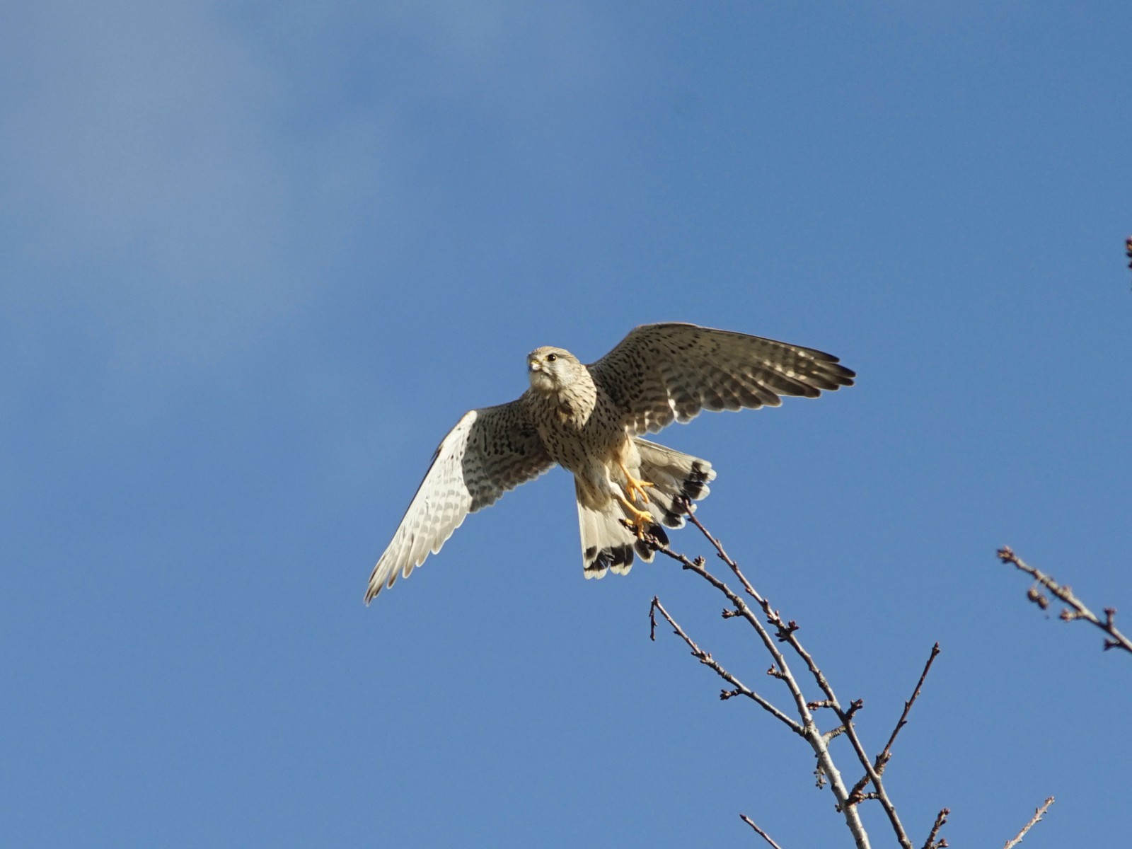 Abflug des Turmfalken Abflug des Turmfalken