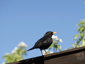  Amsel auf Holzbalken 