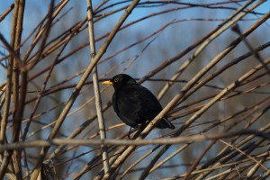 Amsel in Buschzweigen Amsel in Buschzweigen