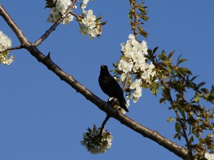 Amsel unter Blütenpracht Amsel unter Blütenpracht