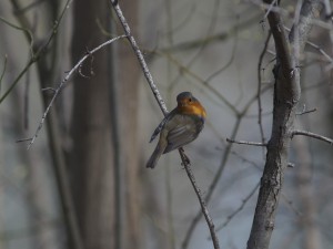 Aufgewecktes Rotkelchen Aufgewecktes Rotkelchen