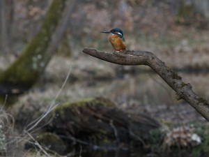 Eisvogel auf seinen Jagdsitz Eisvogel auf seinen Jagdsitz