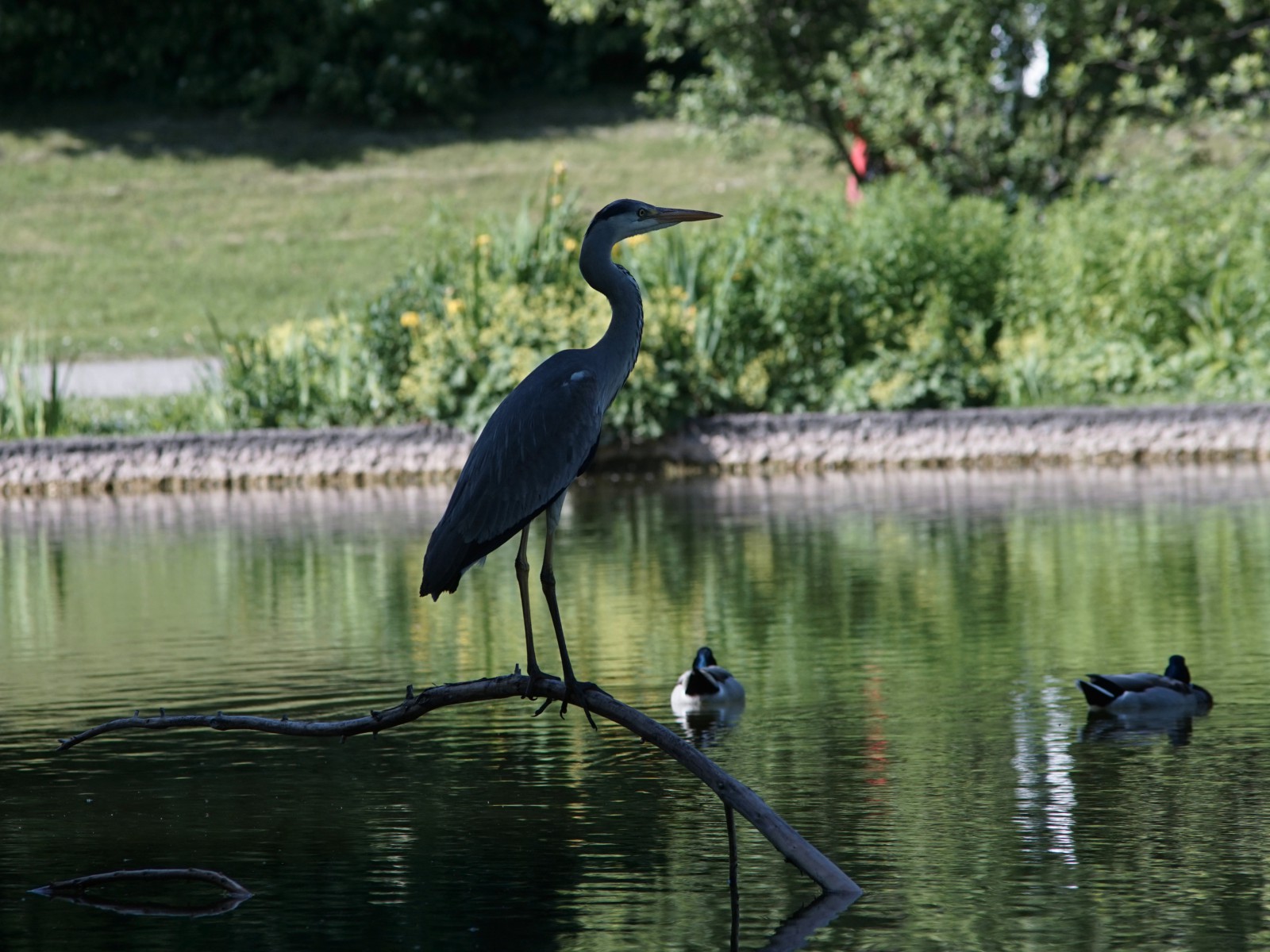 Graureiher im Park  Graureiher im Park
