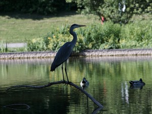Graureiher im Park Graureiher im Park