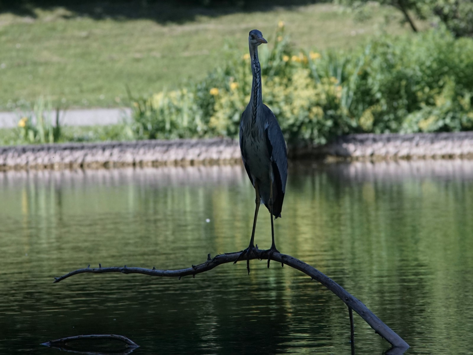 Graureiher im Westpark Graureiher im Westpark