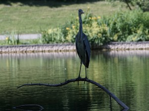 Graureiher im Westpark Graureiher im Westpark