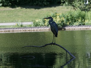 Graureiher im Westpark München Graureiher im Westpark München