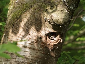 Hungriges Specht Küken Hungriges Specht Küken