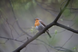 Robin Red Robin Red