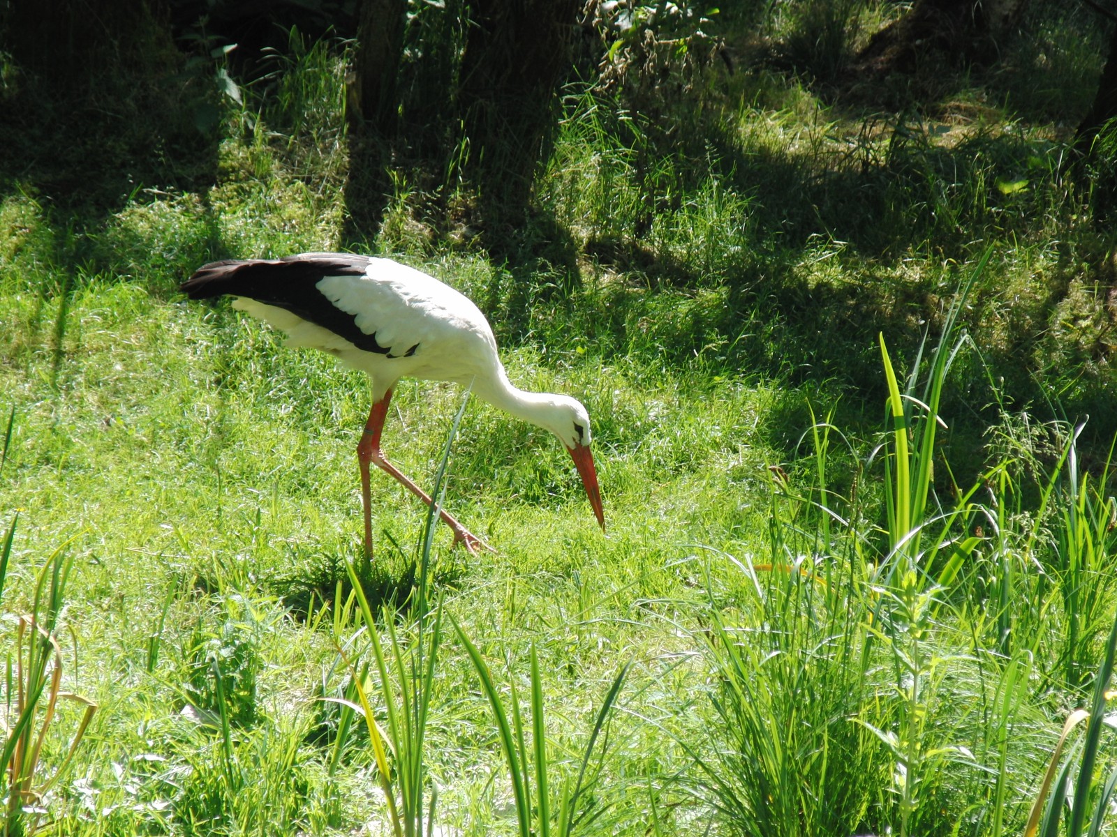 Storch bei Futtersuche Storch bei Futtersuche