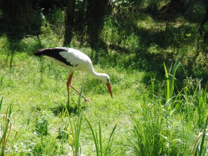 Storch bei Futtersuche Storch bei Futtersuche
