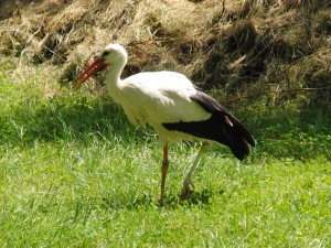 Storch vor Heuhaufen Storch vor Heuhaufen