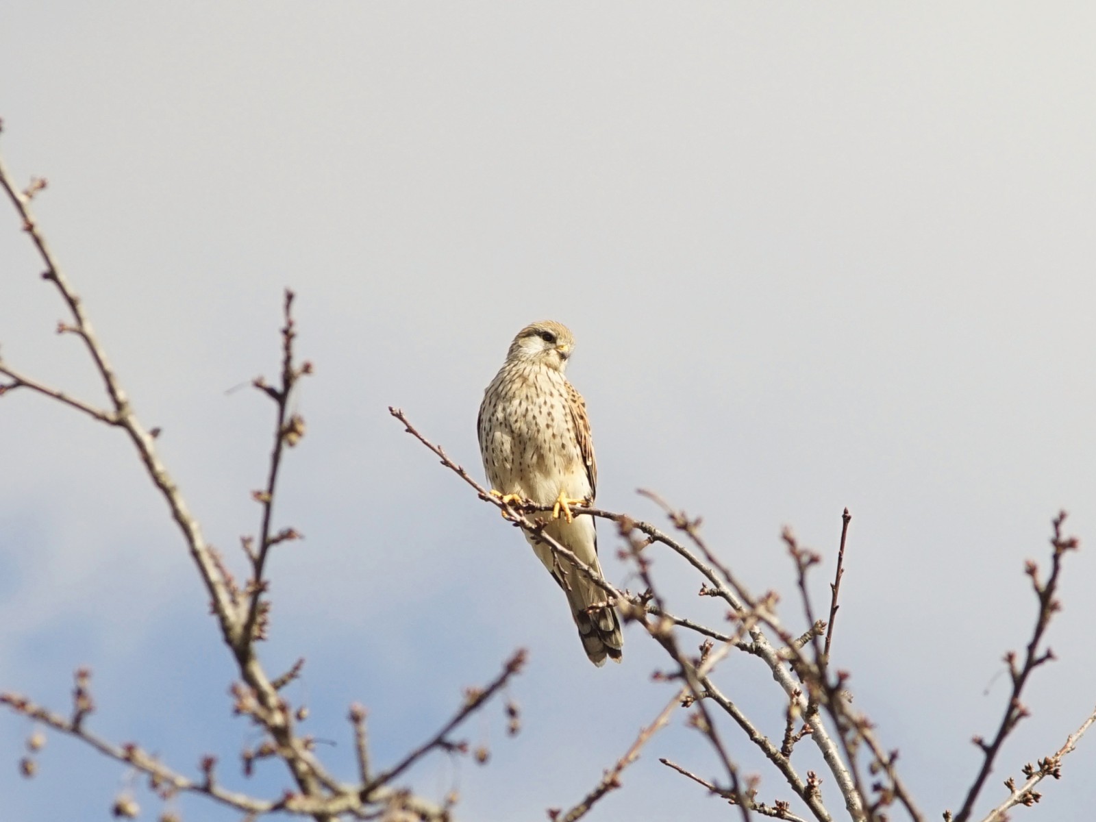 Turmfalke auf Ast  Turmfalke auf Ast