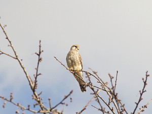 Turmfalke auf Ast Turmfalke auf Ast